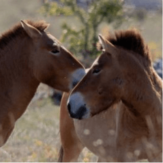 Découverte immersive : A la rencontre des chevaux sauvages de Przewalski