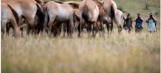 photos sylvère petit chevaux