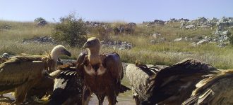 photos vautours lavogne